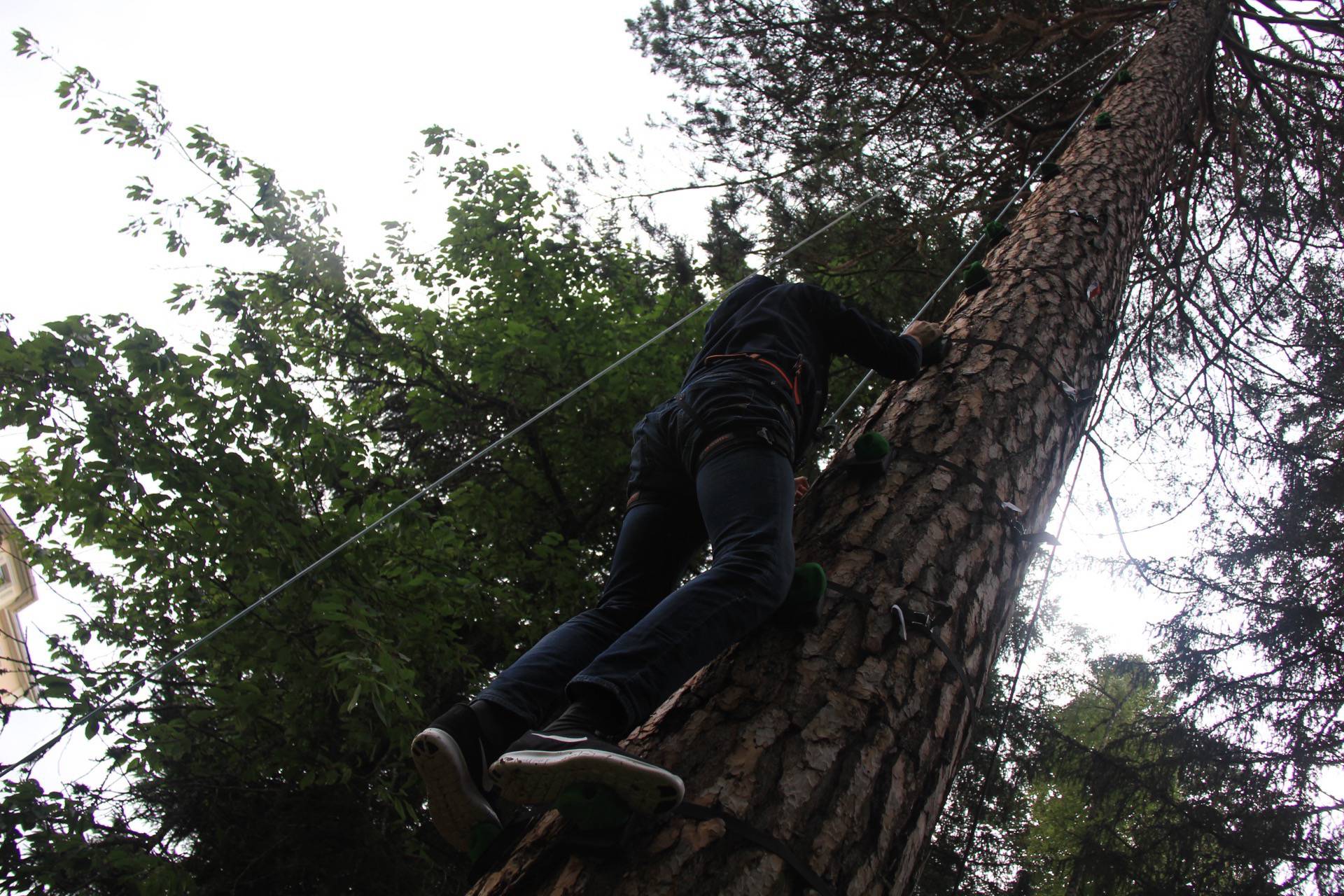 Treemonkey